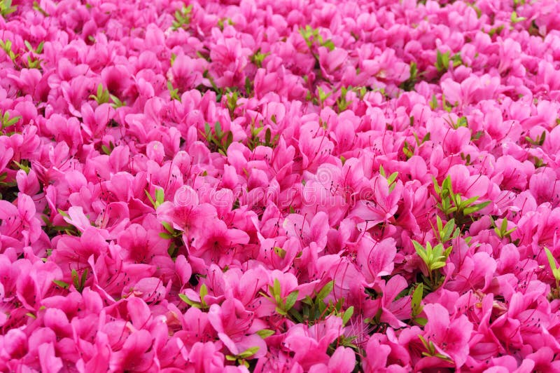 Satsuki azalea stock image. Image of indicum, rhododendron 58332621