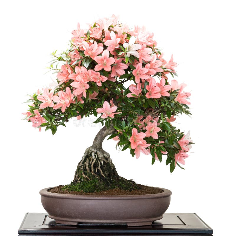 Satsuki Azalea with Flowers As Bonsai Tree Stock Image Image of
