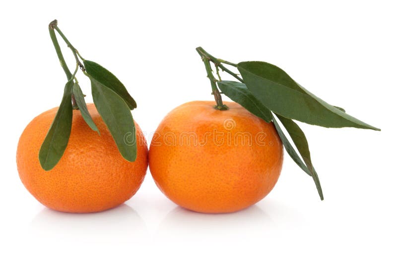 Satsuma Orange Isolated with Clipping Path Stock Photo Image of