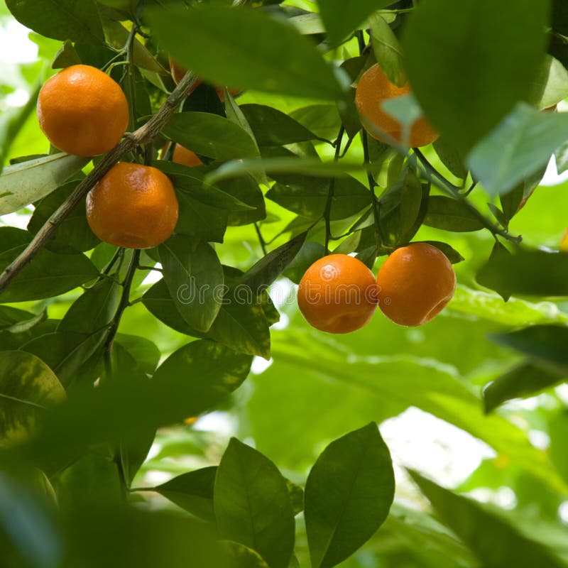 Satsumas stock image. Image of leaf, fresh, orange, ripening 10885541