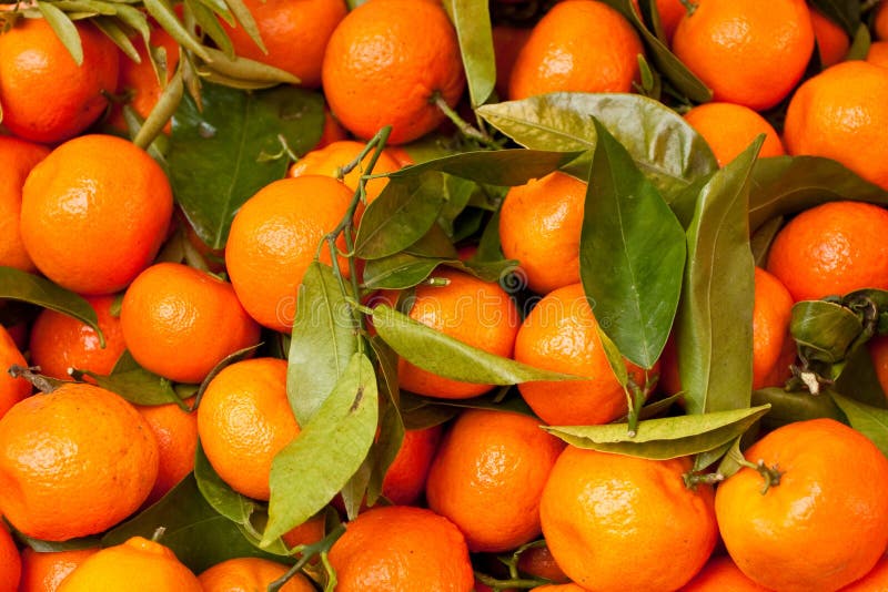 Satsumas stock photo. Image of diet, tangerine, fruit 5507166