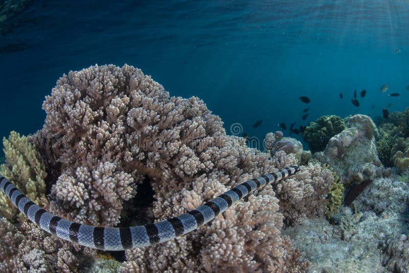 Satt band hav Krait på reven i Indonesien fotografering för bildbyråer Satt band hav Krait på reven i Indonesien fotografering för bildbyråer