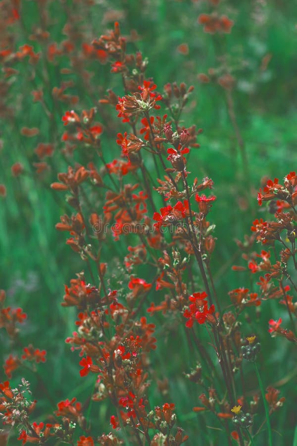 The saturated red small flowers were shot close-up among green meadow