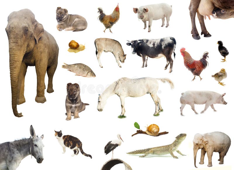 Satz Bauernhof und wilde Tiere stockbild Satz Bauernhof und wilde Tiere stockbild