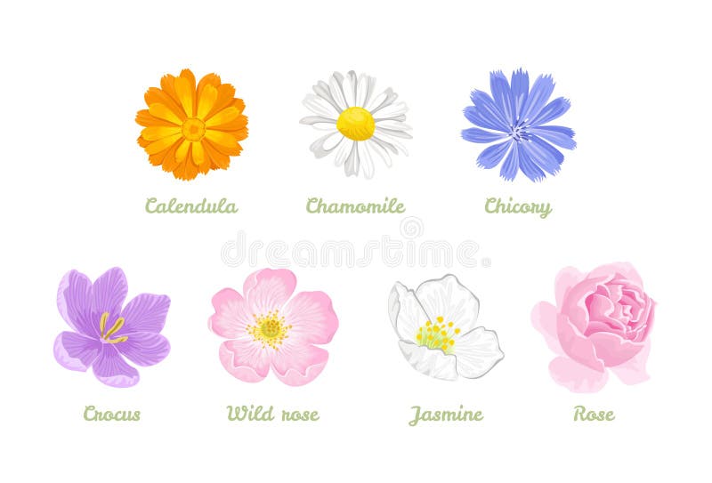 Satz Blumen lokalisiert auf wei?em Hintergrund Vektorillustration der Kamille, Calendula, Zichorie, Jasmin, Rose, Krokus, wildes lizenzfreie abbildung Satz Blumen lokalisiert auf wei?em Hintergrund Vektorillustration der Kamille, Calendula, Zichorie, Jasmin, Rose, Krokus, wildes lizenzfreie abbildung