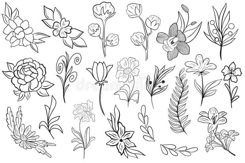 Satz einfacher botanischer Elemente für die Darstellung von Designvektoren. lizenzfreie abbildung