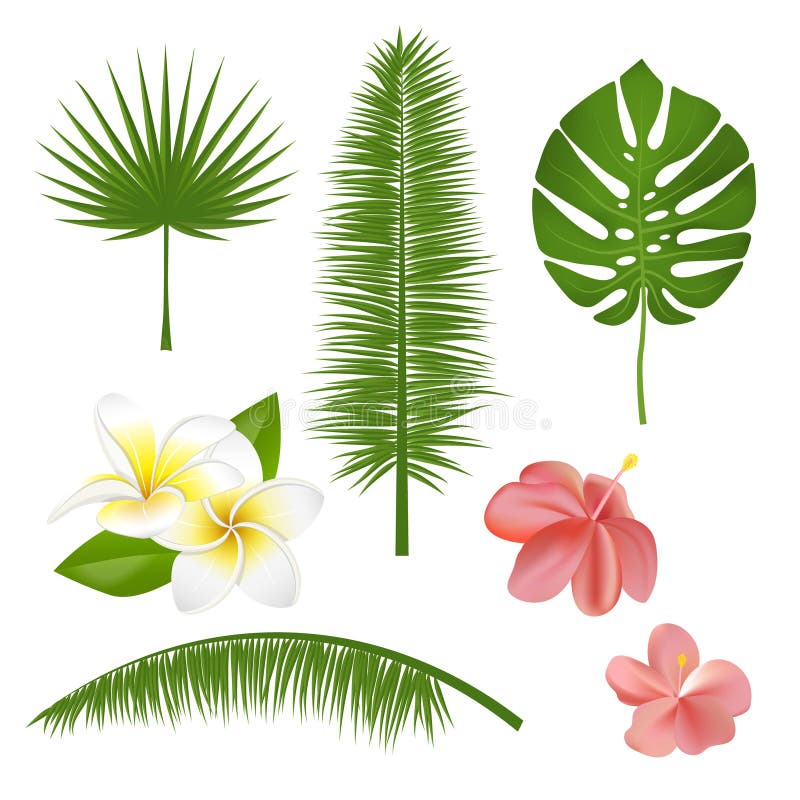 Satz exotische tropische Blumen, Anlagen, Blätter Vector Illustration mit realistischer Palme, Blatt, Hibiscus, Plumeria vektor abbildung Satz exotische tropische Blumen, Anlagen, Blätter Vector Illustration mit realistischer Palme, Blatt, Hibiscus, Plumeria vektor abbildung