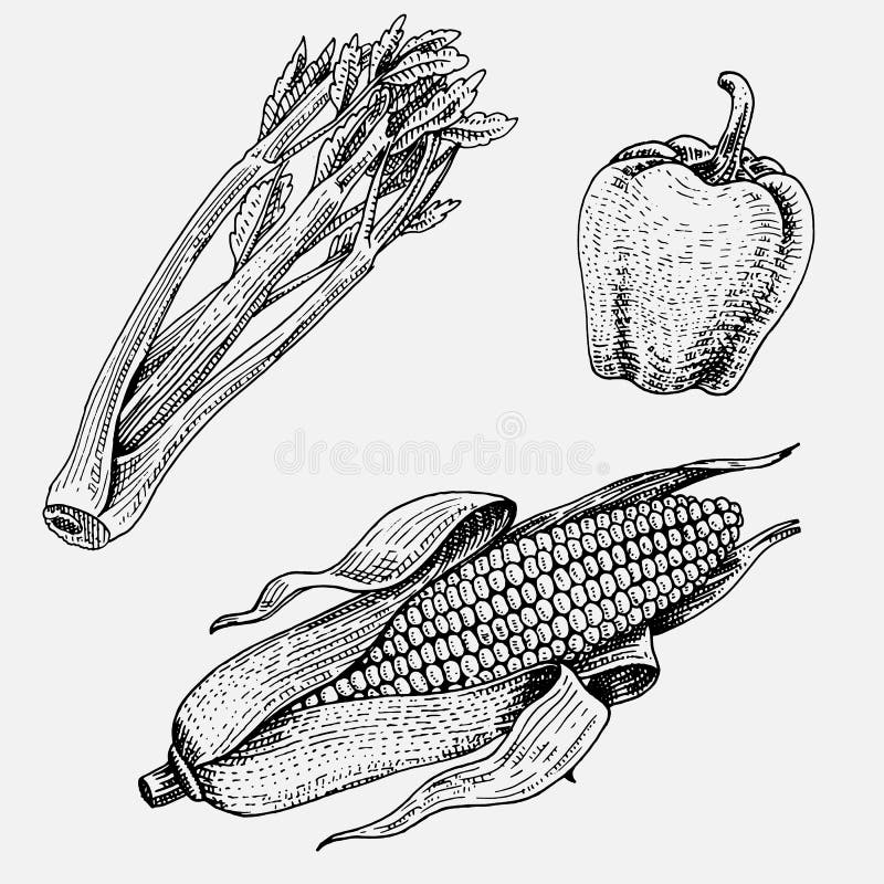 Satz Handgezeichnetes, graviertes Gemüse, vegetarisches Lebensmittel, Anlagen, Weinlese, die Mais-, Bonbon- und Paprikapfeffer, S vektor abbildung Satz Handgezeichnetes, graviertes Gemüse, vegetarisches Lebensmittel, Anlagen, Weinlese, die Mais-, Bonbon- und Paprikapfeffer, S vektor abbildung