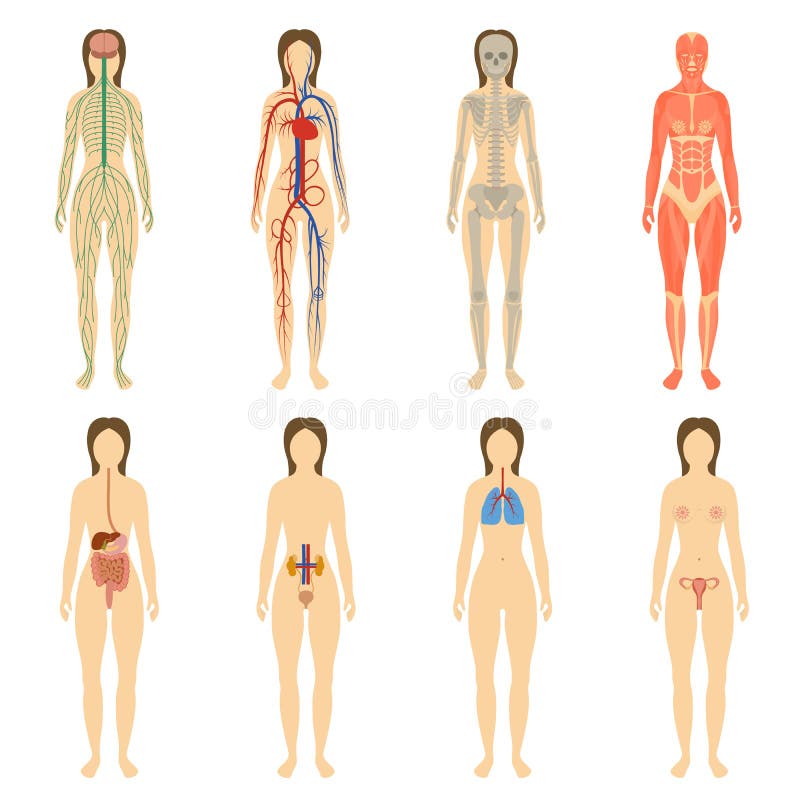 Satz menschliche Organe und Systeme des Körpers