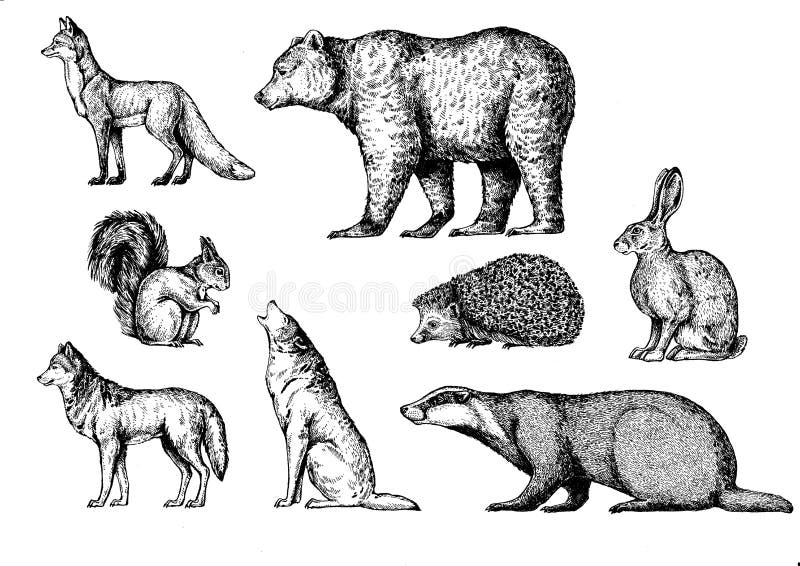 Satz neun Vektorskizzen Fox, Bär, Eichhörnchen, Wolf, Dachs, Igeles, Hase, Kaninchen, Häschen lizenzfreie abbildung Satz neun Vektorskizzen Fox, Bär, Eichhörnchen, Wolf, Dachs, Igeles, Hase, Kaninchen, Häschen lizenzfreie abbildung