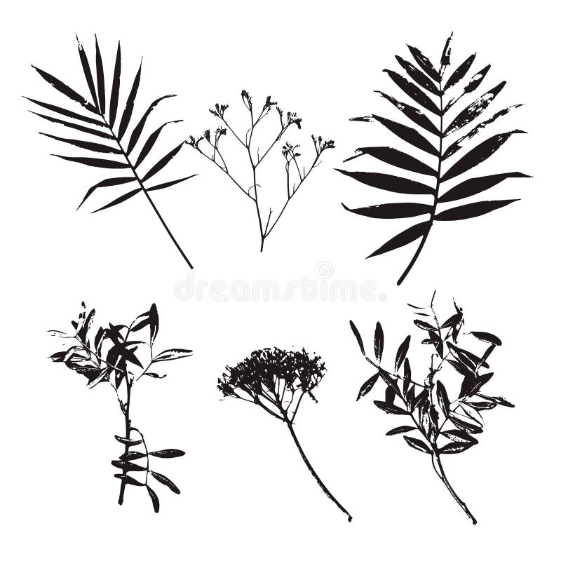 Satz Palmblätter und verschiedene Blumenschattenbilder lokalisiert auf weißem Hintergrund vektor abbildung Satz Palmblätter und verschiedene Blumenschattenbilder lokalisiert auf weißem Hintergrund vektor abbildung