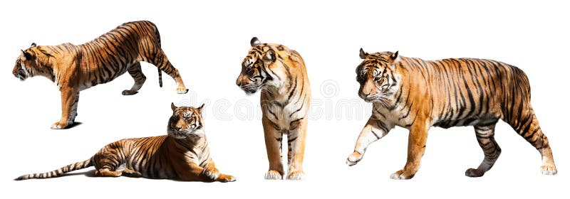 Satz Tiger über weißem Hintergrund