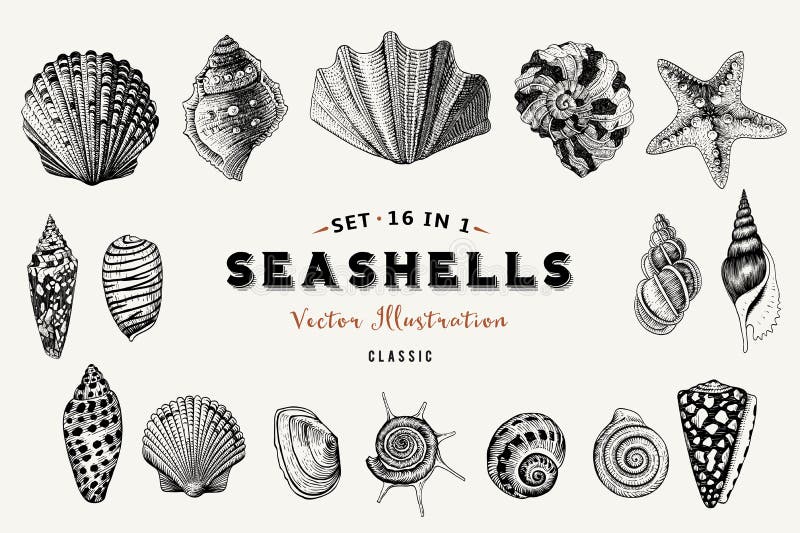 Satz Vektorweinlesemuscheln Neun schwarze Illustrationen von Oberteilen vektor abbildung Satz Vektorweinlesemuscheln Neun schwarze Illustrationen von Oberteilen vektor abbildung