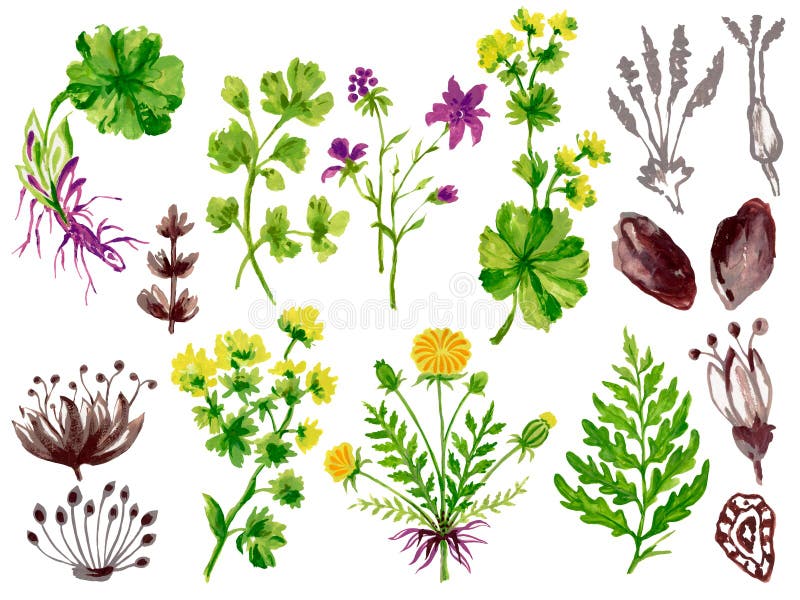 Satz von Sträußen abstrakte pflanzliche bunte Blumen Laub und Blätter Design mediterrane botanische Illustration Element vektor abbildung