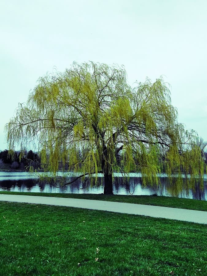 Sauce que llora foto de archivo. Imagen de verde, hermoso 116032402