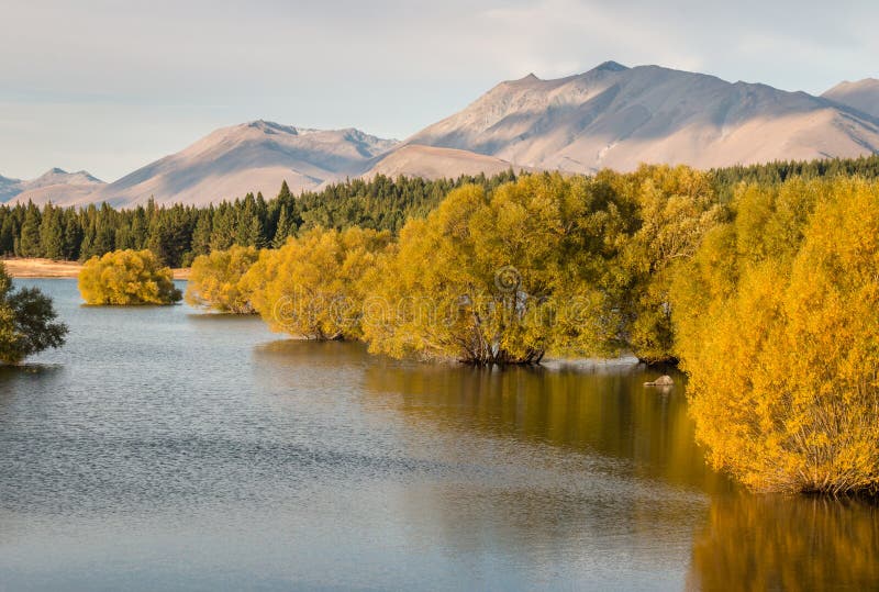 Saules jaunes dans le lac Tekapo au Nouvelle-Zélande photographie stock libre de droits Saules jaunes dans le lac Tekapo au Nouvelle-Zélande photographie stock libre de droits