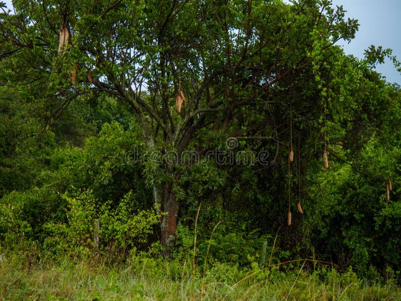 Sausage Tree in Maasai Mara Park, Kenya Stock Photo Image of maasai