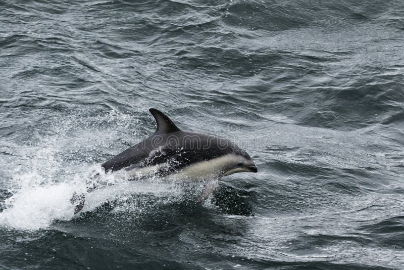 Sauter de dauphin de l'eau image stock Sauter de dauphin de l'eau image stock
