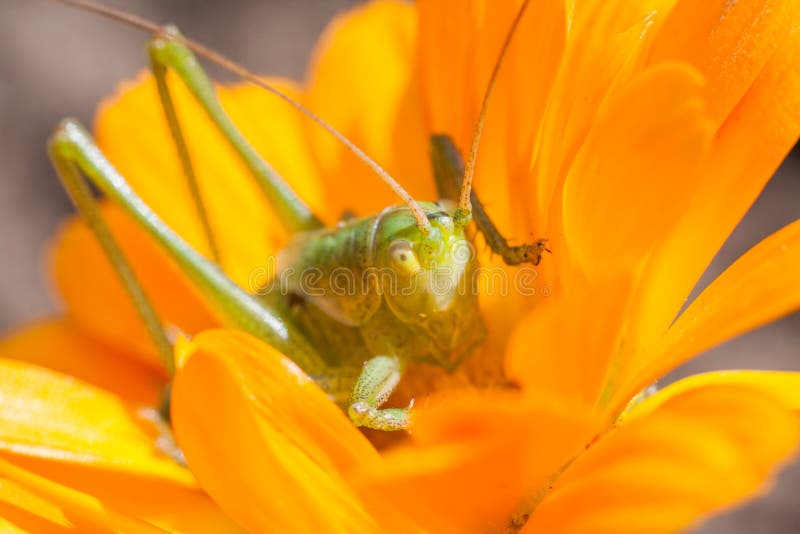 Sauterelle verte alimentant sur une fleur en fleur image stock Sauterelle verte alimentant sur une fleur en fleur image stock