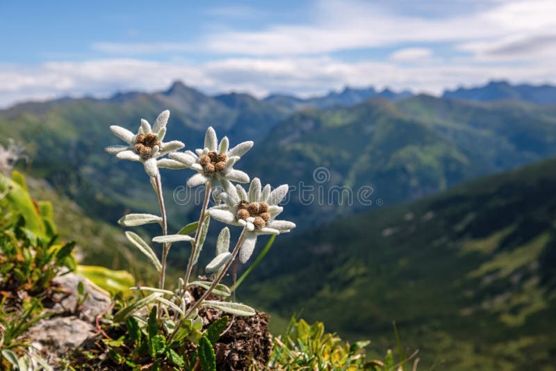 Sauvage Et Belle Fleur De Montagne Edelweiss Un Symbole De Haute Montagne.  Photo stock - Image du horizontal, alpes: 215801050