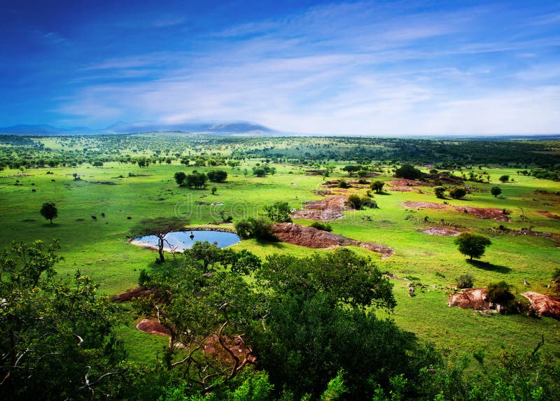 Savanna in bloom, in Tanzania, Africa panorama stock image Savanna in bloom, in Tanzania, Africa panorama stock image