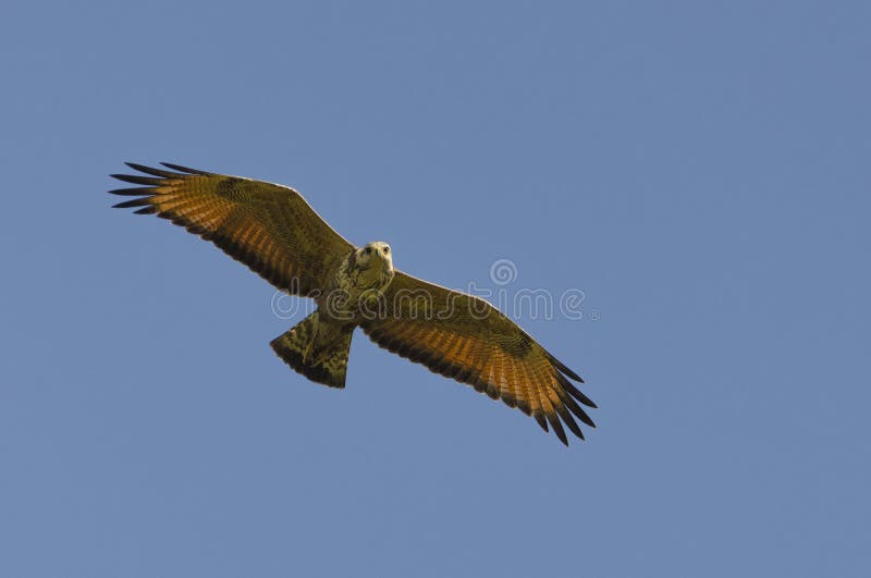 Savanna Hawk Hunting in the Midday Sun