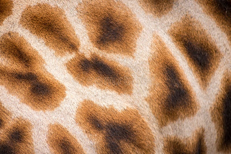 64,504 Animal Spots Stock Photos - Free & Royalty-Free Stock Photos from Dreamstime 64,504 Animal Spots Stock Photos - Free & Royalty-Free Stock Photos from Dreamstime