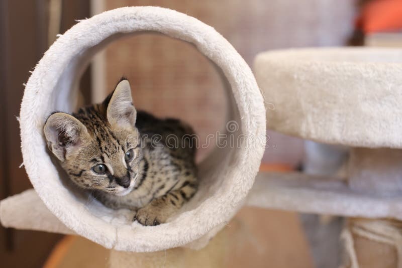 Savannah Cat with Beautiful Markings Stock Image Image of cats