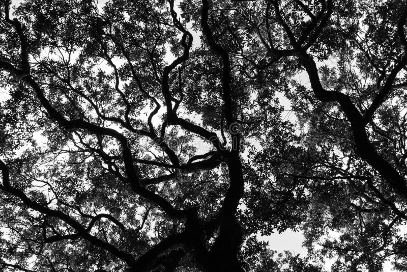 Savannah Georgia Live Oak trees in a square