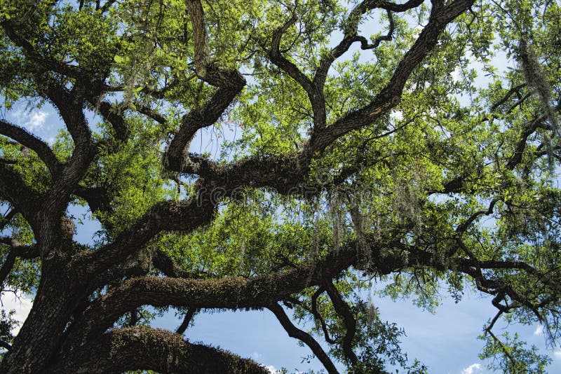 This is a southern live oak, Quercus virginiana, that is growing in downtown Savannah Georgia USA. This is a southern live oak, Quercus virginiana, that is growing in downtown Savannah Georgia USA.