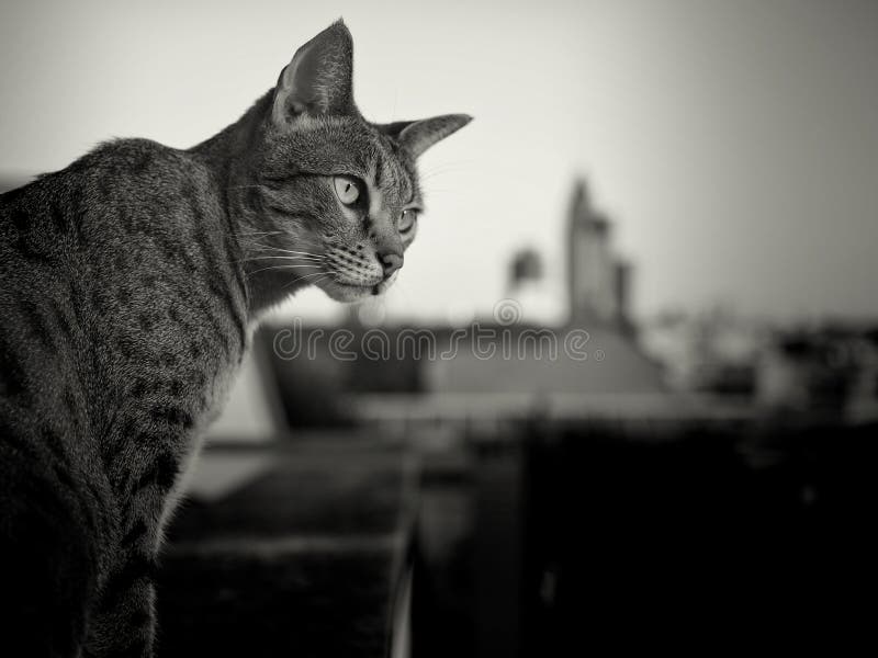 Savannahkatt och Frankfurt horisont i bakgrund royaltyfria foton Savannahkatt och Frankfurt horisont i bakgrund royaltyfria foton