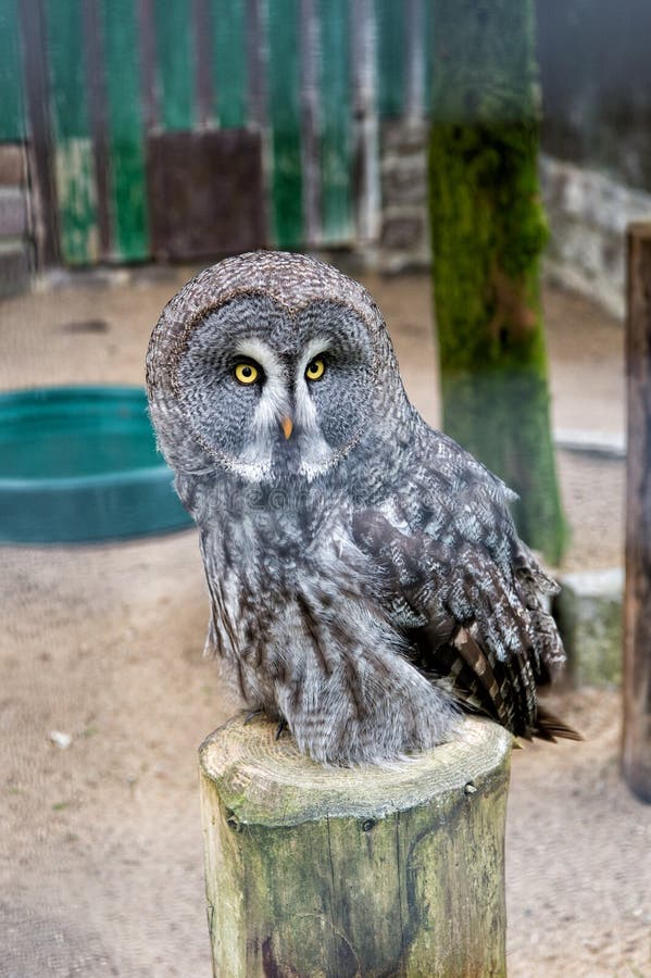 Save a bird, save yourself. Cute owl bird with large eyes and hawk beak. Owl bird perched in zoo cage. Prey bird of stock images Save a bird, save yourself. Cute owl bird with large eyes and hawk beak. Owl bird perched in zoo cage. Prey bird of stock images