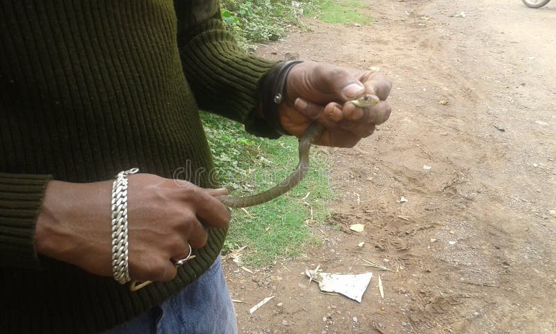 The small rare snake in this photo was captured near the krishna river in india,when this snake was came in the habitual area of the city. A snake-friend came their and safely captured him in his hand and lateron he rehabilated him safely away from the city ,to the forest area ,giving a massege to save the natural creatures and not to destroy their life. The small rare snake in this photo was captured near the krishna river in india,when this snake was came in the habitual area of the city. A snake-friend came their and safely captured him in his hand and lateron he rehabilated him safely away from the city ,to the forest area ,giving a massege to save the natural creatures and not to destroy their life.