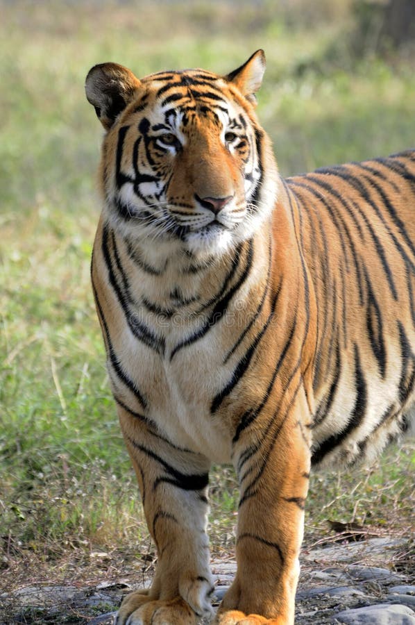 Save tiger project royalty free stock image