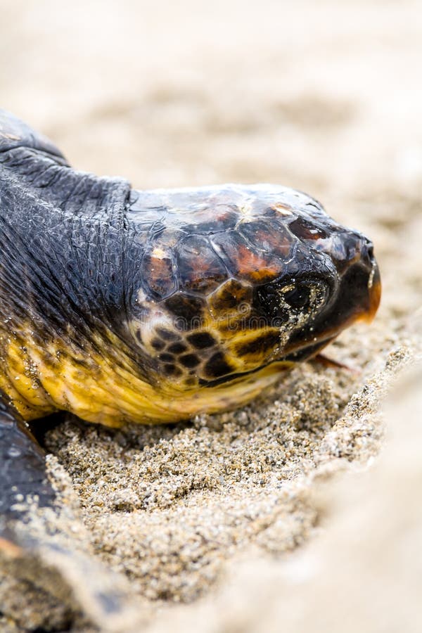 Saving turtle stock photo. Image of home, loggerhead - 305872900