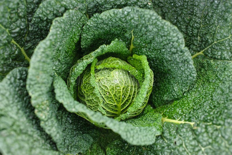 Savoy cabbage