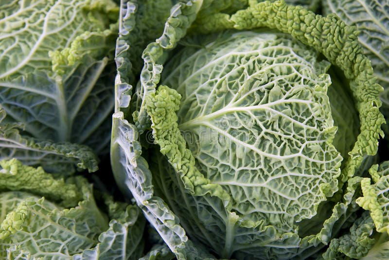 Pints of Blue Berries stock image. Image of farm, harvest 15161825