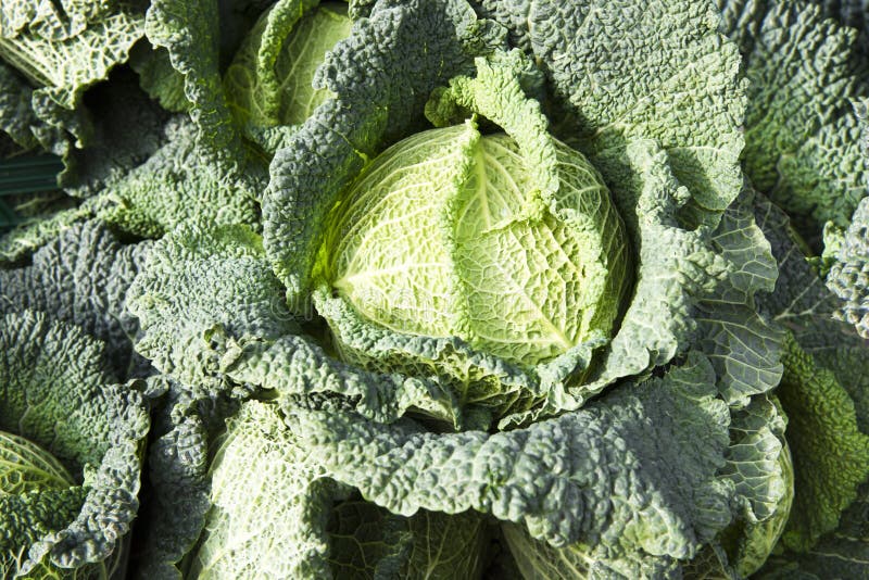 Savoy Cabbage