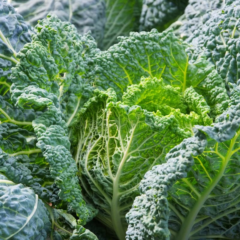 Savoy cabbage stock photo. Image of plant, natural, garden 32936454