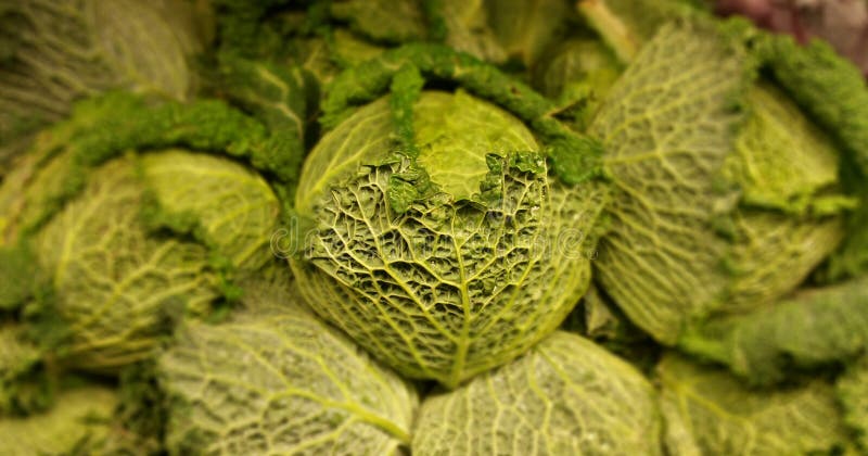 Savoy kapusta zdjęcie stock Savoy kapusta zdjęcie stock