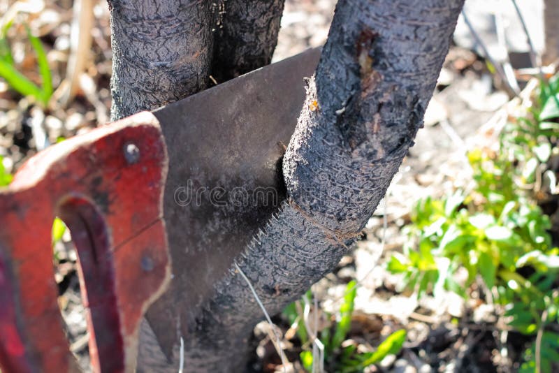 Saw off the branch stock photo. Image of bole, wood, trim 7801244