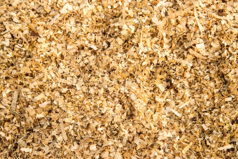 Sawdust on a forest floor stock photo. Image of forest 131414338