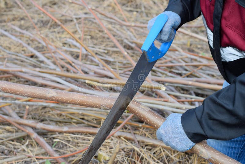 Sawing with a Hand Saw of a Wood Branch Stock Image Image of harms