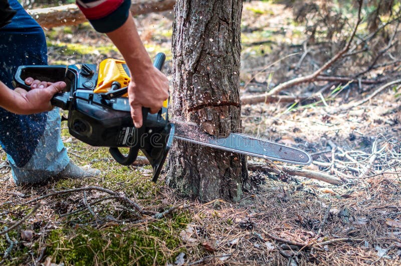 Sawing a Young Pine Tree with a Chainsaw. Tree Bark Incision Stock