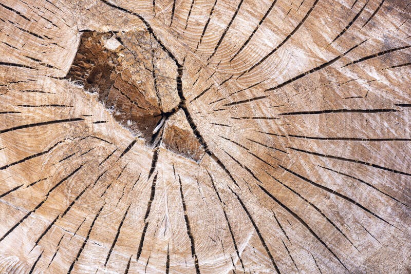 A Sawn Tree Trunk with Grain and Annual Rings Stock Photo Image of