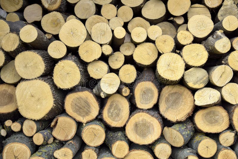 270,800+ Wood Log Stock Photos, Pictures & Royalty-Free Images