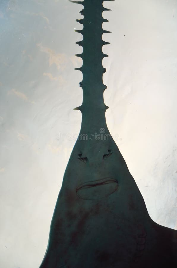 Sawshark face stock image. Image of captivity, shark 60748001