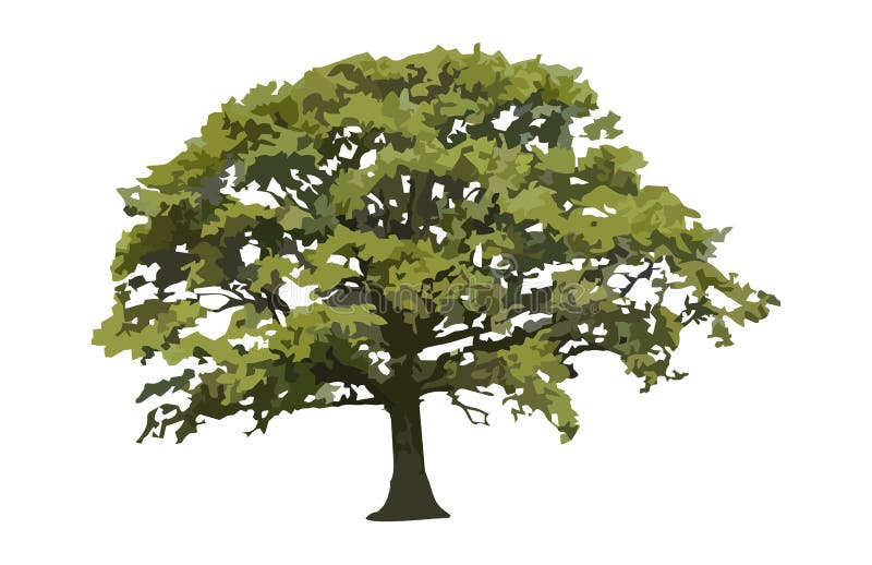 Sawtooth Beech Oak Trees stock vector. Illustration of willow - 137892015