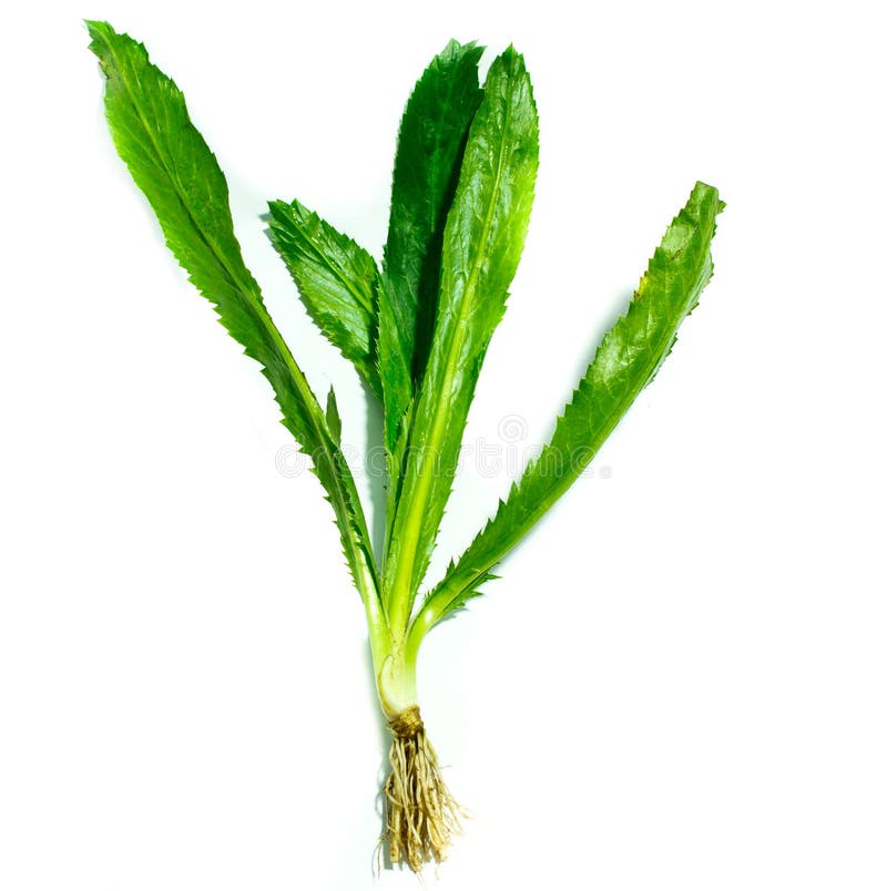 Sawtooth Coriander Stock Photography Image 29005282