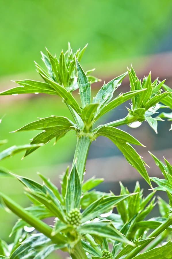 Sawtooth Coriander eryngium Foetidum Stock Image Image of fragrant